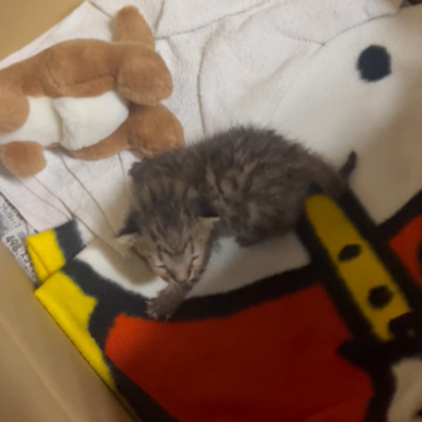 名前はまだない（0才）