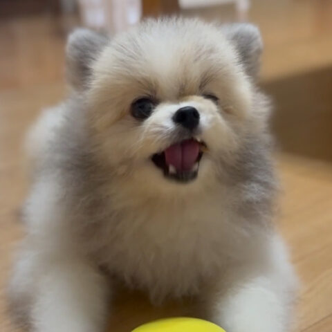 ぽっこちゃん（3才）