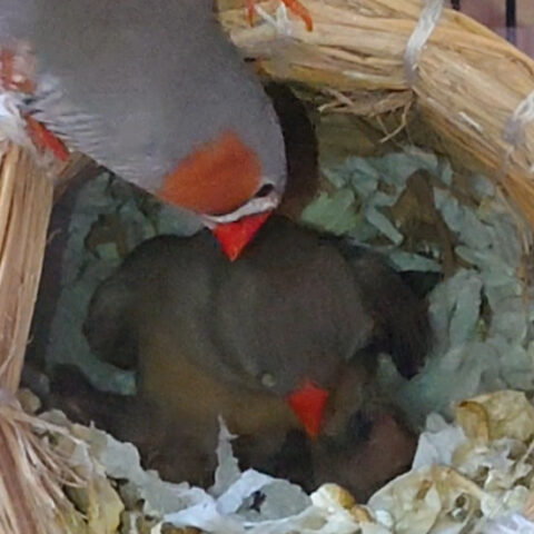 チュルちゃんとミーちゃん