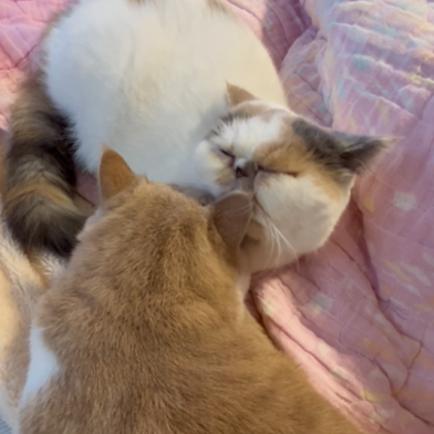 ララちゃん（1才）レオちゃん（11ケ月）