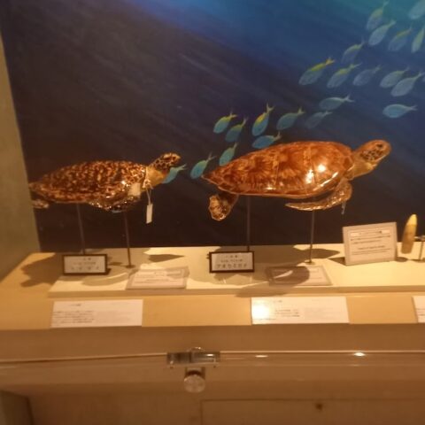 お出かけスポット／見るだけでなく、生き物に触れる水族館/和歌山県立自然博物館（海南市）