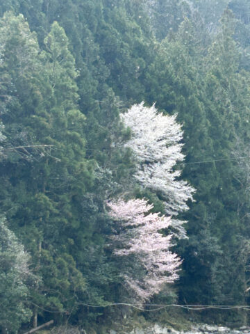 本宮町の大塔川沿い