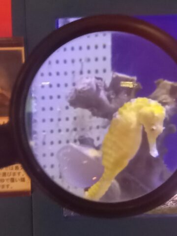お出かけスポット／大きな虫眼鏡でたくさんの生物を観察してみよう！/和歌山県立自然博物館（海南市）
