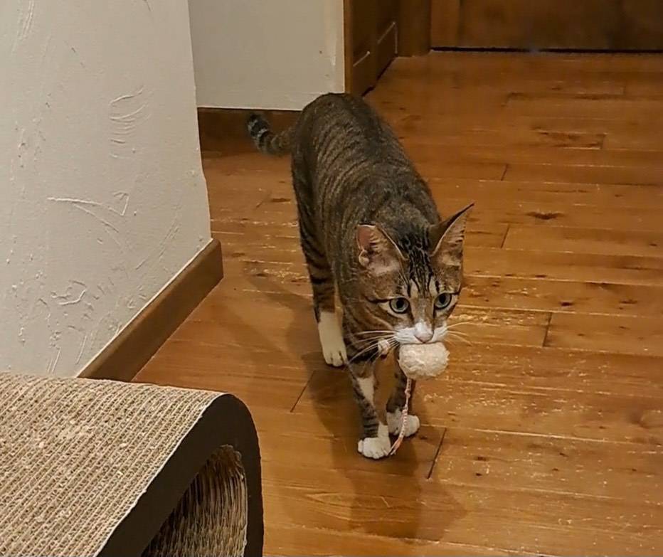 白キジの男の子