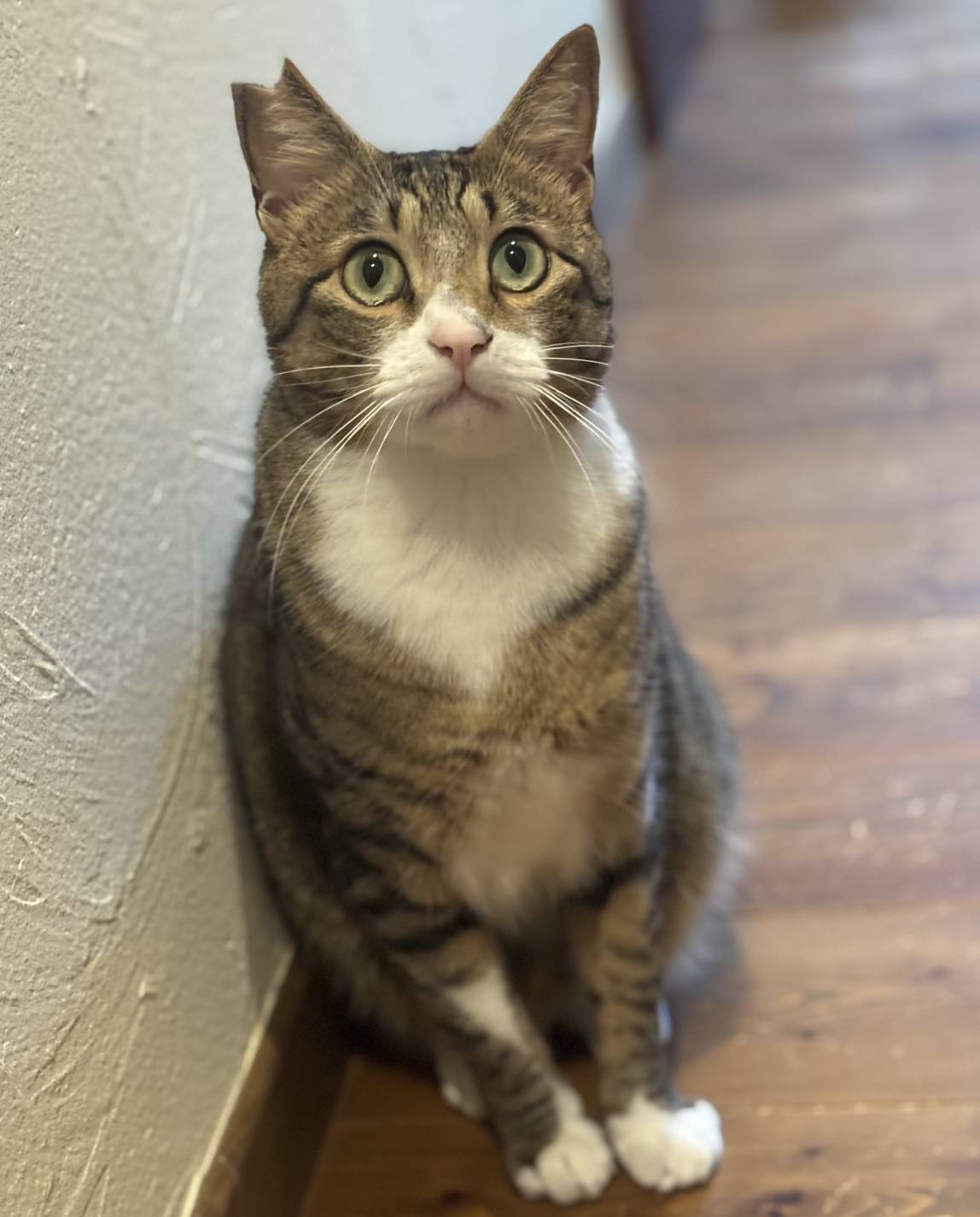 白キジの男の子