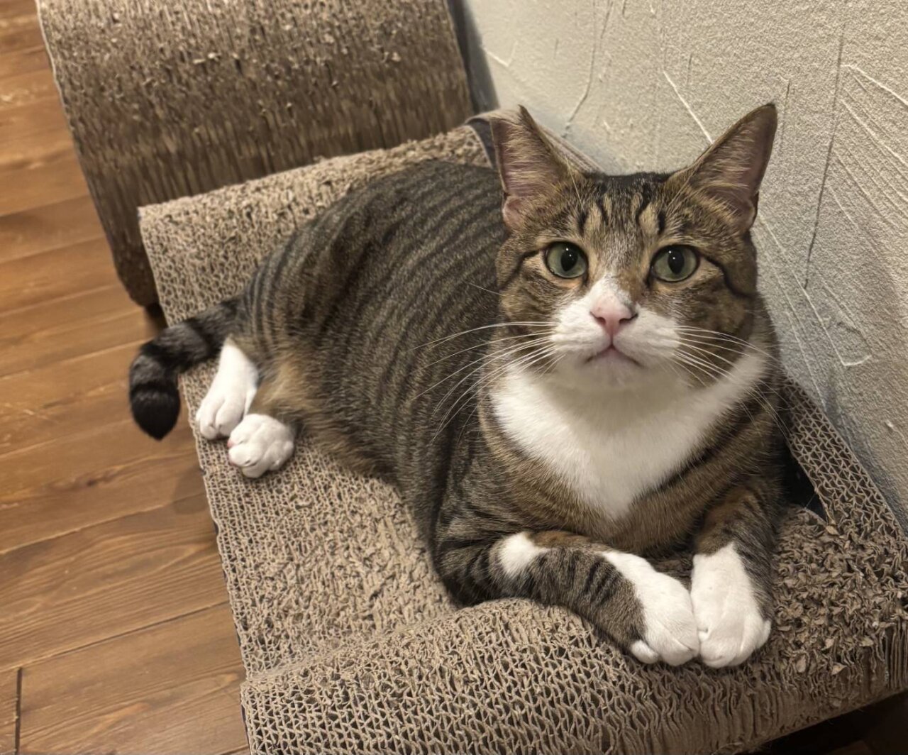 白キジの男の子