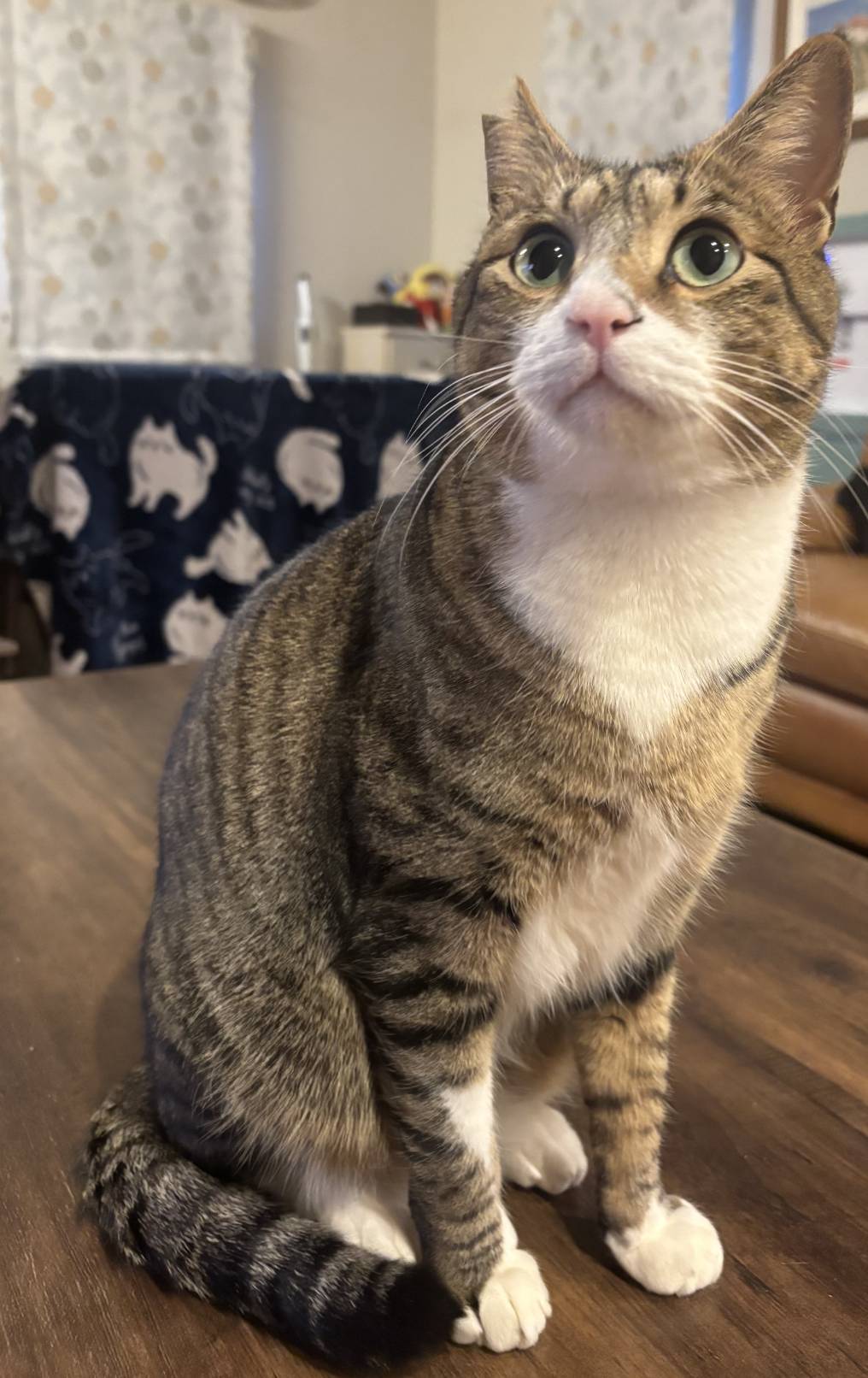 白キジの男の子