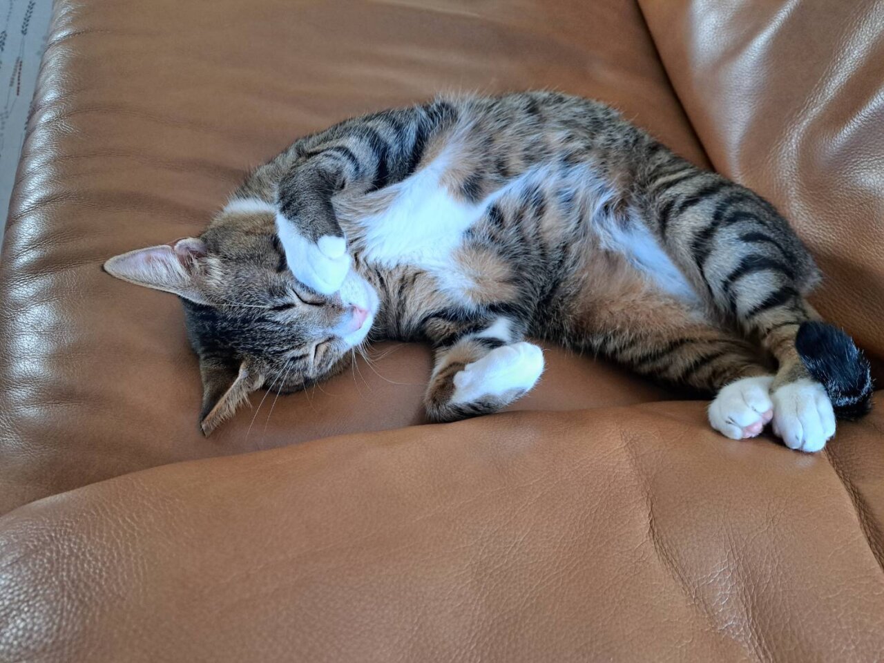 白キジの男の子