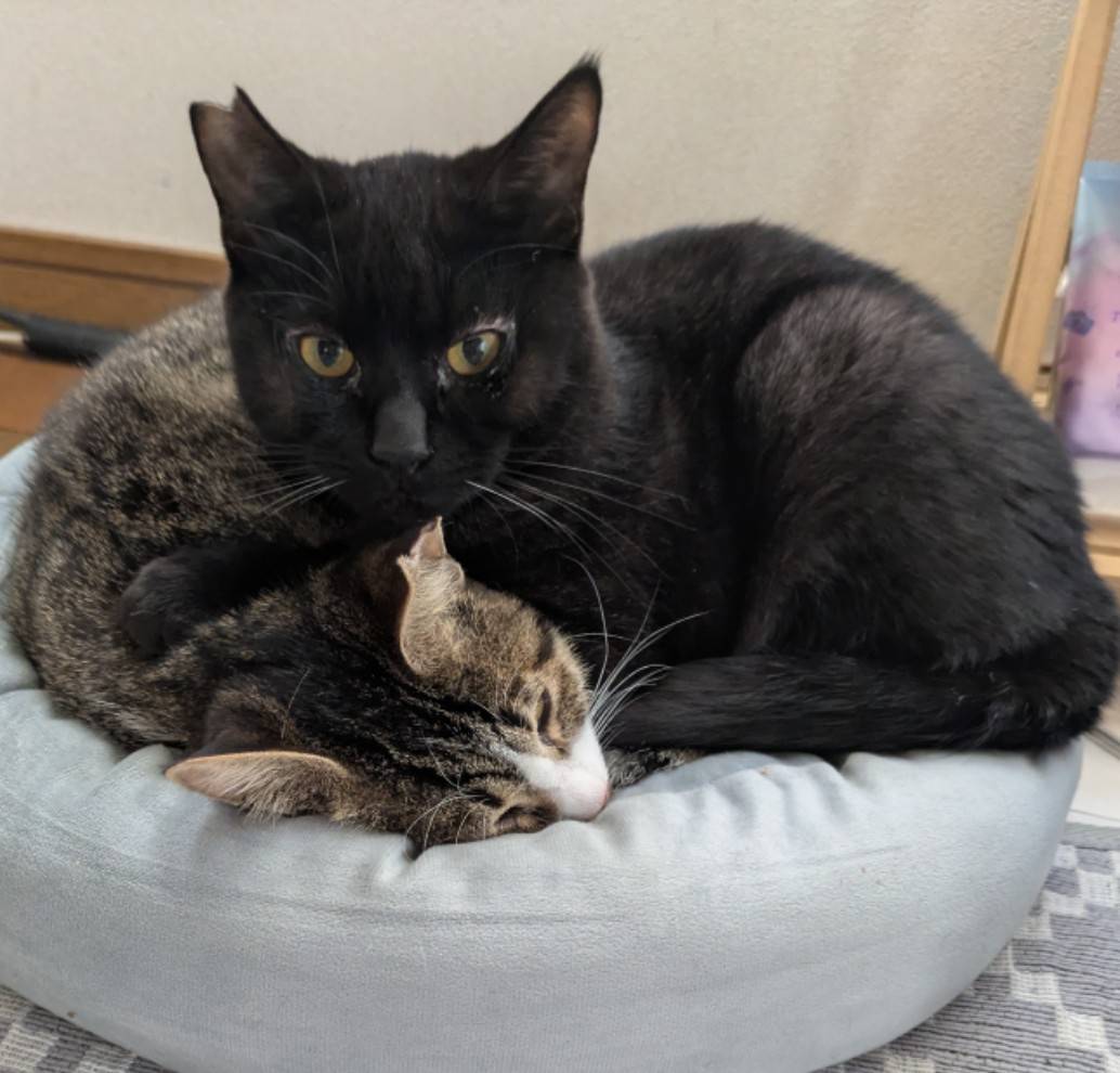 黒猫のクロンブス