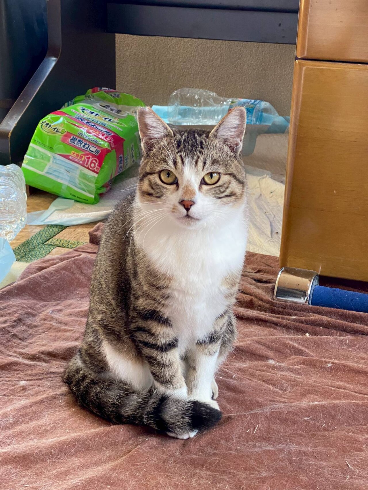 キジ白の男の子