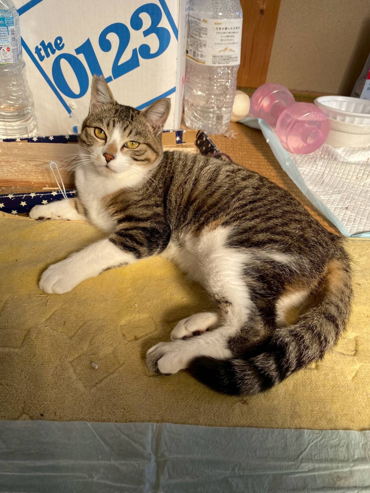 キジ白の男の子