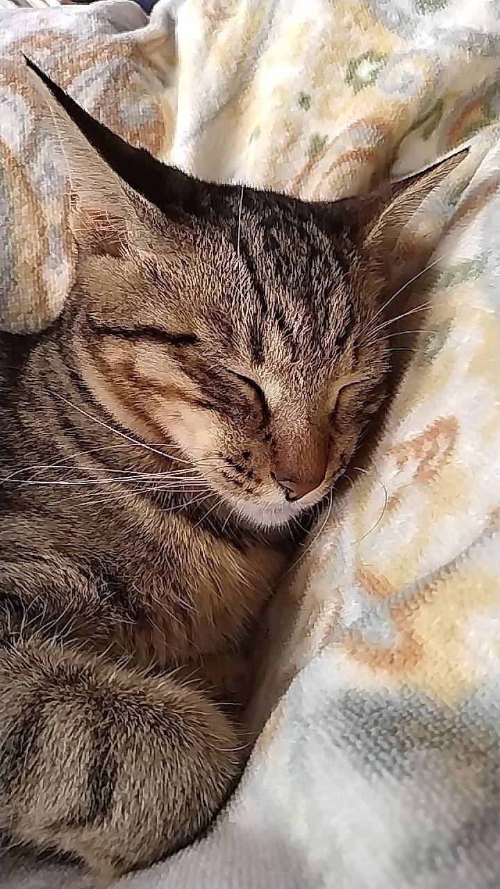 スージーちゃん