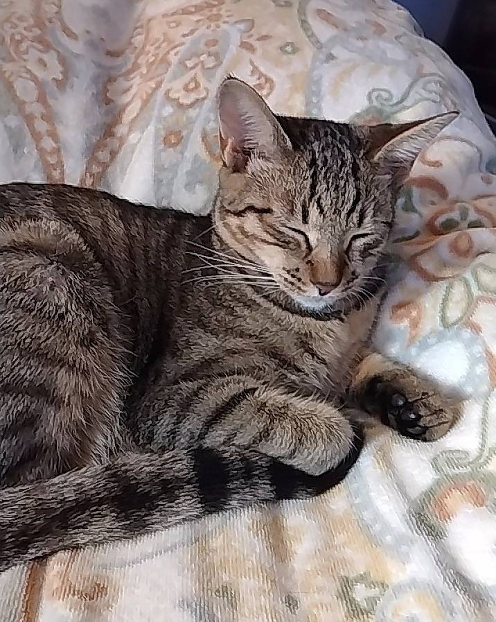 スージーちゃん