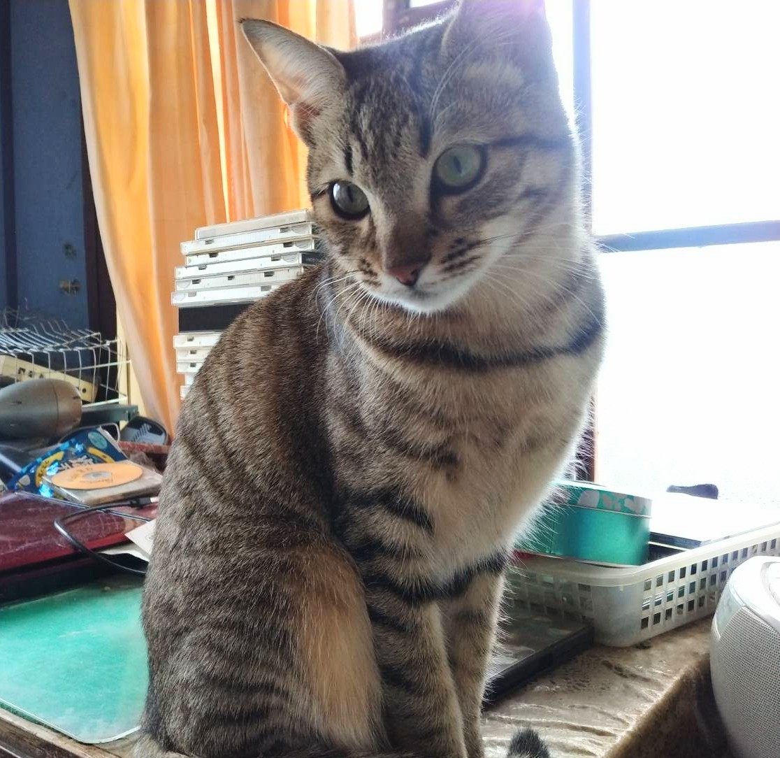 シンディちゃん