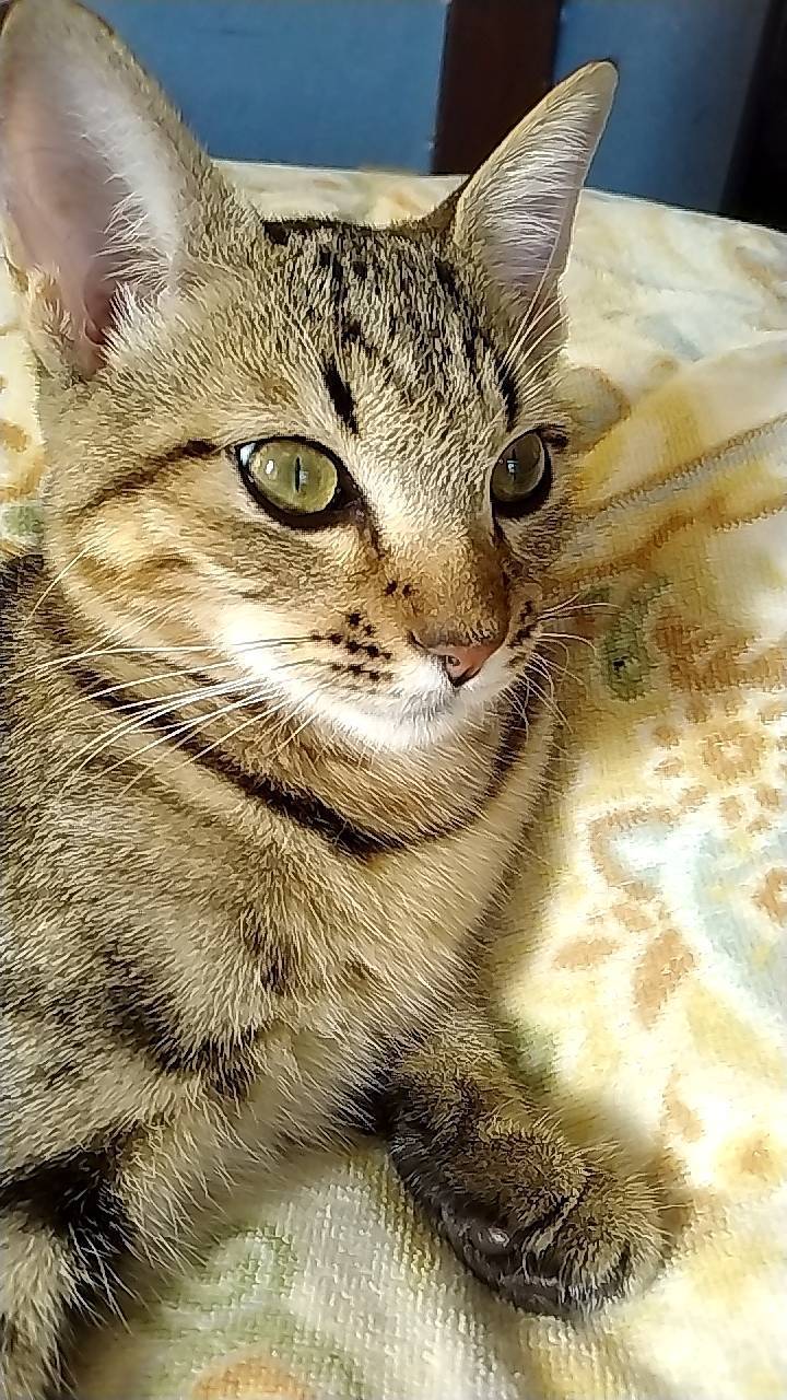 シンディちゃん