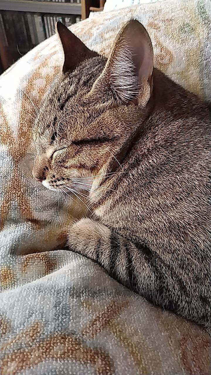 シンディちゃん