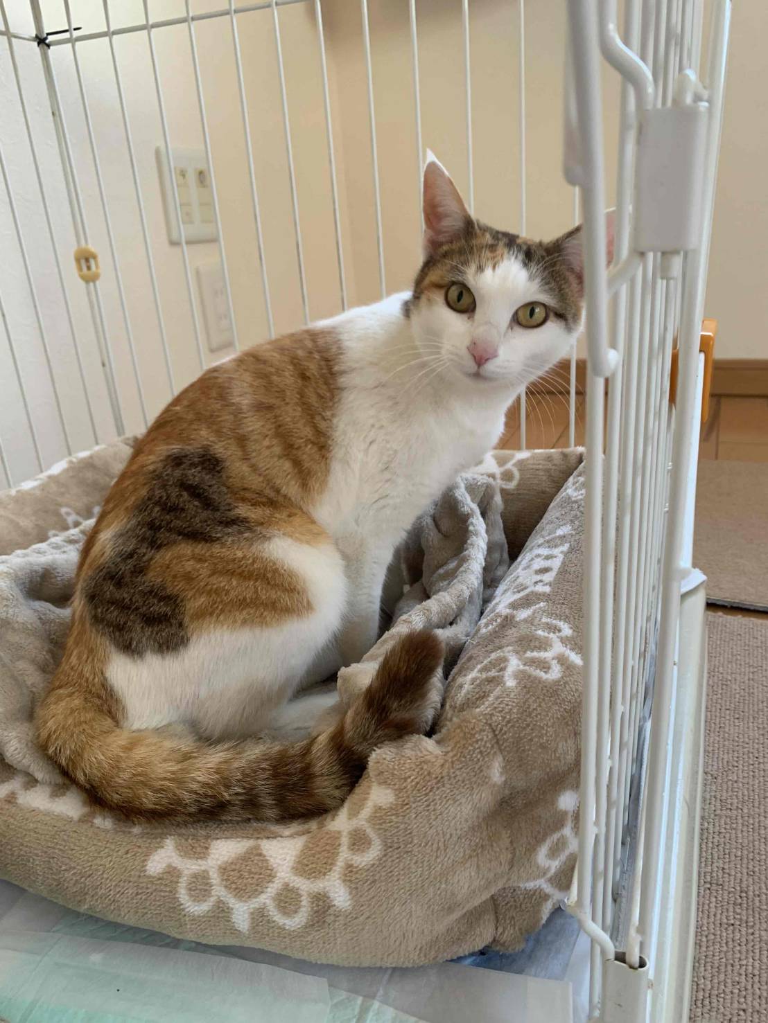 三毛猫のクリちゃん