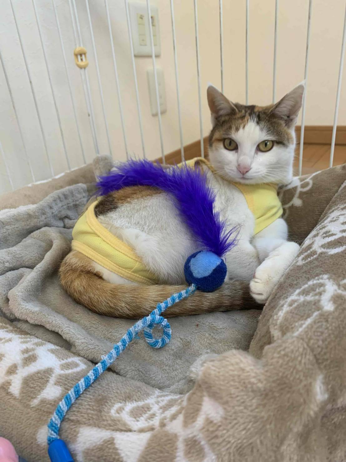 三毛猫のクリちゃん