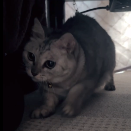 モモちゃん(9才)