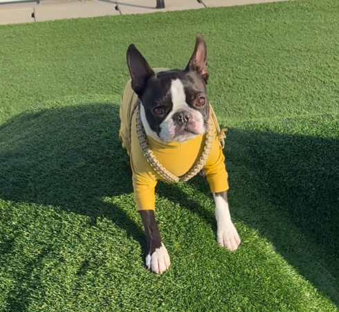 タムちゃん(2才)