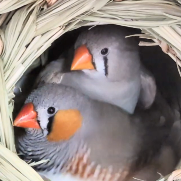 名無し(親：1歳10ヶ月)