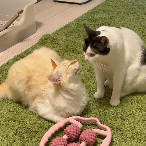 いなりちゃん、のりまきちゃん(2才)