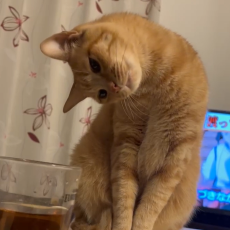 チャチャちゃん(7才)