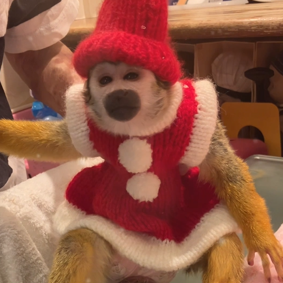 アクビちゃん(11才)