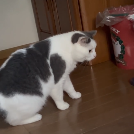 だいふくちゃん(5才)